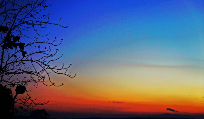 tree, sunset, idyllic, romantic sky, plant, orange, no people, tranquil scene, non-urban scene, branch, blue, scenics - nature, outdoors, sunrise, bliss