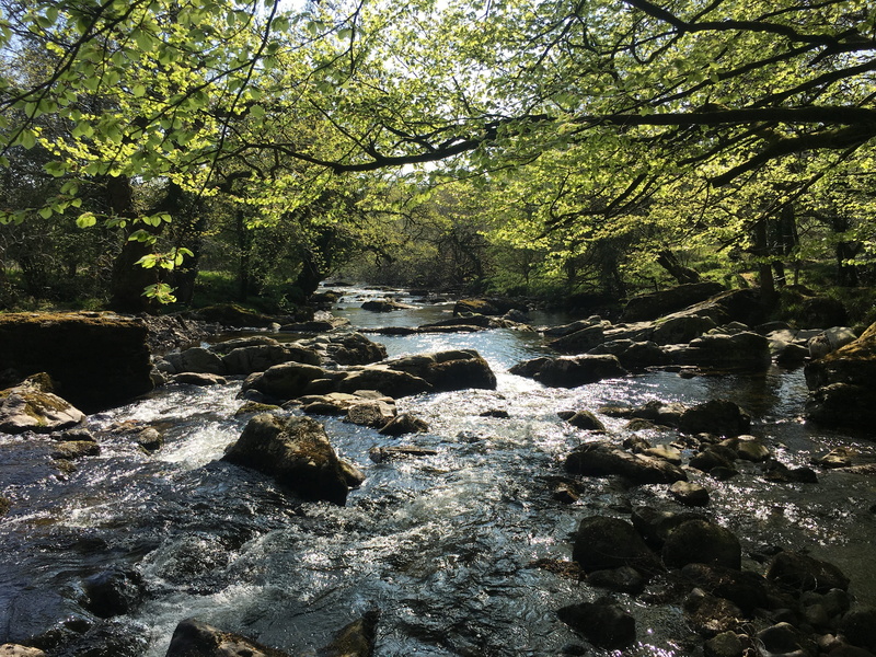 solid, river, outdoors, no people, nature, land, rock, rock - object, plant, stream - flowing water, growth, countryside, jungle, tree, rubble, tranquility