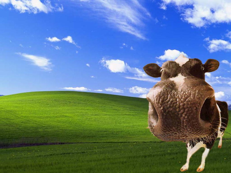 Animals, land, bliss, nature, field, animal head, grass, illustration, no people, big, plant, mammal, domestic animals, farm, outdoors, sky, 480P, animal themes