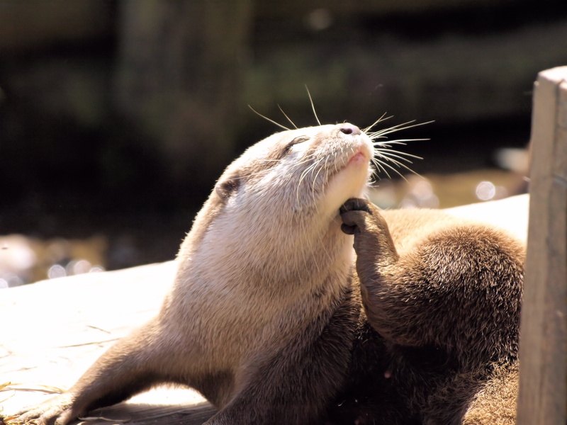 vertebrate, animals in the wild, underwater, animal themes, mammal, outdoors, otter, whisker, animal, day, 2K, sunlight, focus on foreground, no people