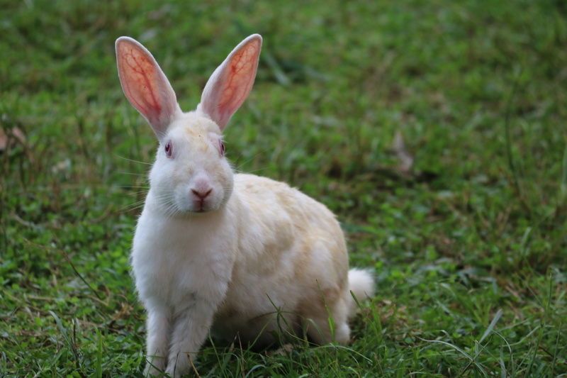 bunny, grass, animal wildlife, focus on foreground, animal themes, land, day, kharayo, domestic animals, herbivorous, 5K, vertebrate, curious, portrait