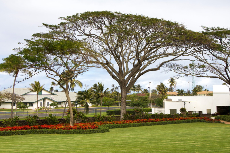 green color, growth, built structure, palm tree, lanikai, travel, outdoor, summer, day, outdoors, holiday, blue, outside, tropical, front or back yard