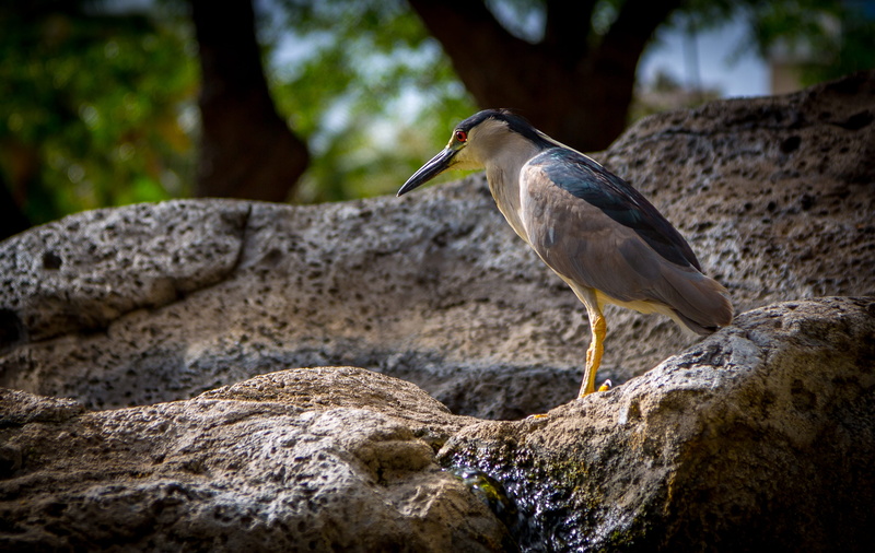 focus on foreground, animal wildlife, honolulu, animal, day, gray heron, heron, bird, united states, tree, rock, one animal, side view, perching, hawaii