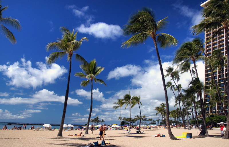 incidental people, island, tan, horizon over water, trees, 2K, tourism, vacation, waikiki, tourist, tropical tree, nature, tree, water, hotel, beach, beauty in nature