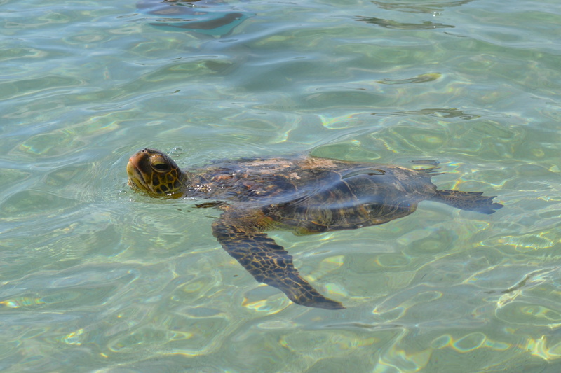 2K, animal head, high angle view, outdoors, shell, sea, nature, life, marine, animal shell, no people, one animal, water, tortoise shell, pacific, endangered