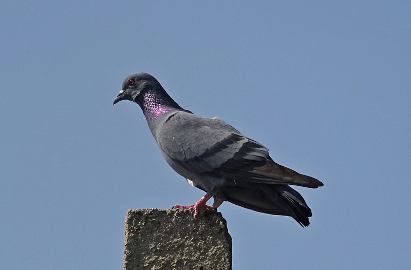 avian, full length, blue, clear sky, day, bijapur, animal wildlife, perching, low angle view, 1080P, Rock Dove, no people, side view, columba livia, columbidae