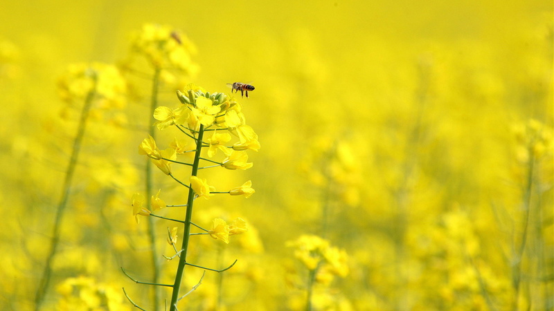 flowers, 1080P, complete, yellow