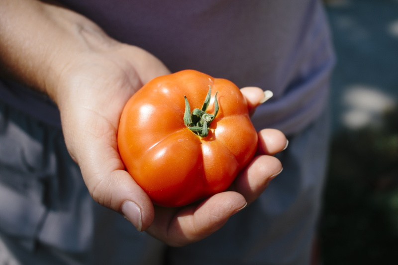 farmer, gardening, young and vivacious, food, freshness, tomato, human body part, close-up, fresh, one person, focus on foreground, healthy eating, hands cupped