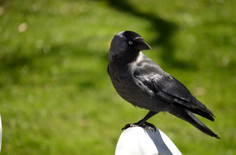 4K, bird Watching, photography, beak, outdoors, one Animal, focus on foreground, feather, wildlife, Crow Family, spring, color Image, close-up, day, nature