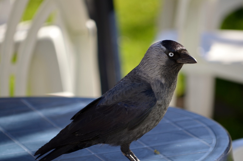 nature, animal, vertebrate, profile view, perching, beak, raven - bird, day, outdoors, feather, no people, animal Wing, 4K, crow, wildlife, black color