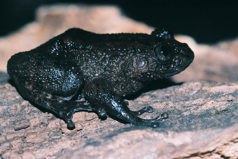 focus on foreground, zoology, photos, member, amphibian, frog, close-up, solid, selective focus, macro, public domain, 720P, brown, black, family, true