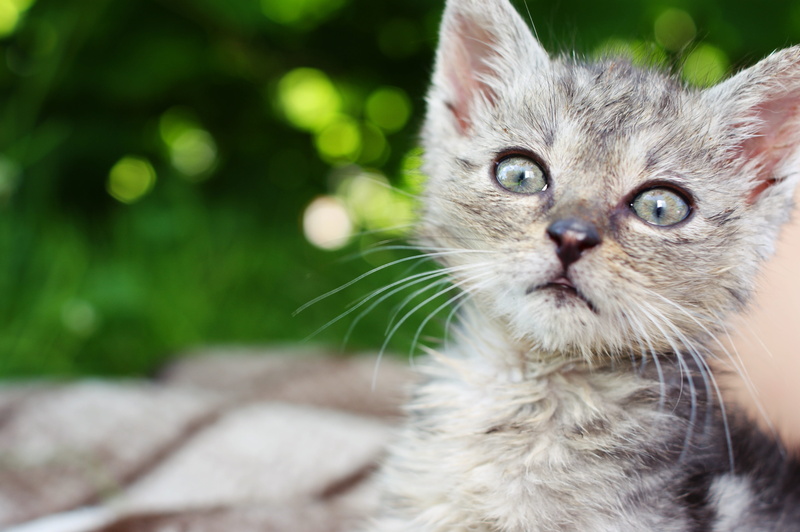 animal head, gray, Family, 4K, domestic cat, vertebrate, dart, a member of the family, grass, animal eye, Dart, no people, kitten, focus on foreground
