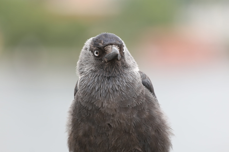 animals In The Wild, animal wildlife, no people, one animal, looking at camera, day, vertebrate, beak, nature, close-up, springs, wildlife, 5K, member of the crow family