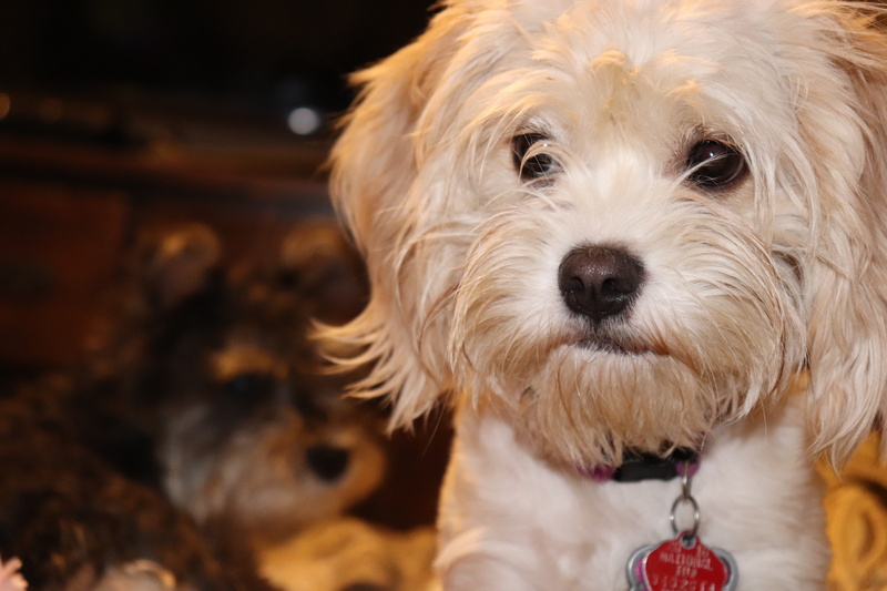 domestic animals, mammal, domestic, portrait, animal head, animal hair, dog, close-up, cute, animal themes, looking at camera, pet, animal, hair, no people