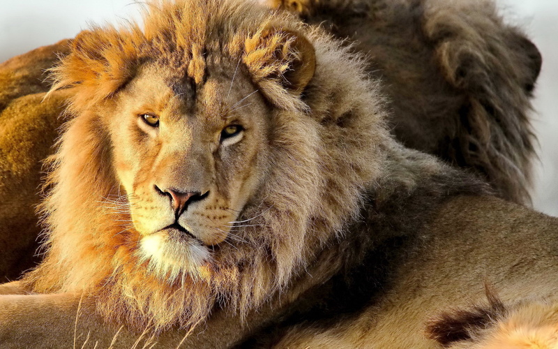 african, commonly, cats, genus, term, one, panthera, family, member, leo, big, used, lion, 4K, felidae