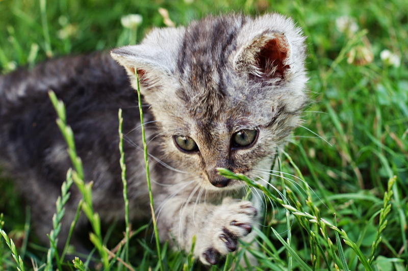 Kitten, animal head, Member, at the court of, portrait, outdoors, playful, plant, meadow, tabby, feline, fur, grass, animal themes, Dart, young Animal