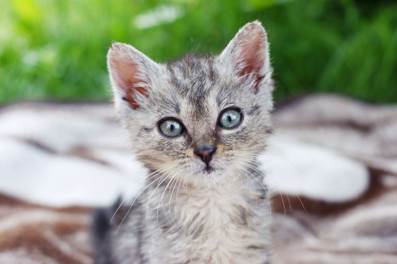 looking at camera, domestic cat, dart, at the court of, young animal, domestic animals, 4K, gray, mammal, no people, pet, a member of the family, kitten
