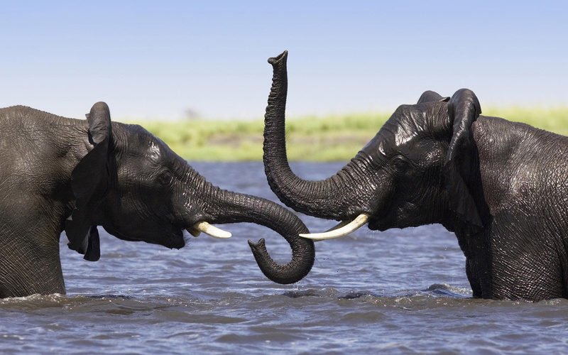 animals in the wild, animal body part, mammal, family members, two animals, day, river, family, two, 1080P, herbivorous, asian elephant, group of animals