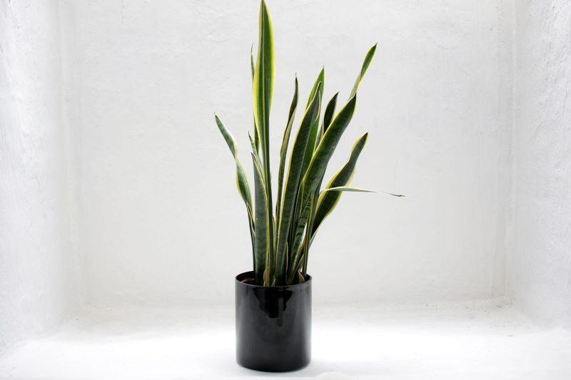 wall - building feature, office, fastroobants, white color, desk, empty, leaf, growth, inside, green, plant part, freshness, still, potted, beauty in nature