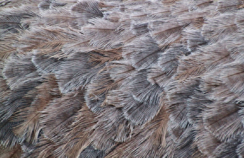 outdoors, full frame, feather, nature, one animal, background, pattern, wildlife photography, close-up, animal, animal body part, animal themes, no people