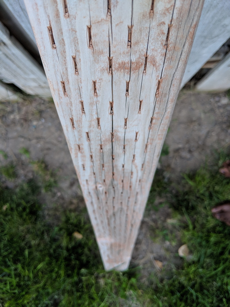 tree trunk, united states, tranquility, wood - material, land, animal, nature, close-up, 4K, 2242 clearwater ct, outdoors, trunk, elko, plant, focus on foreground
