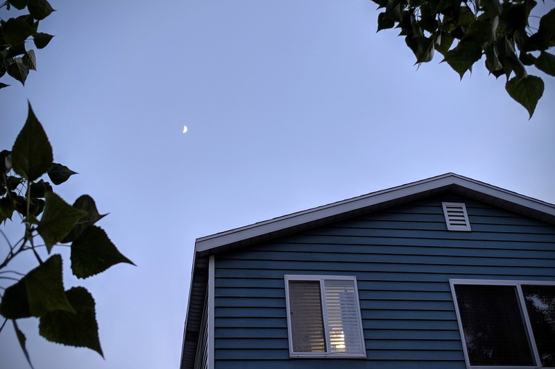 tree, plant, outdoors, clear sky, beauty in nature, evening, low angle view, day, elko, 2242 clearwater ct, built structure, sky, growth, nature, architecture