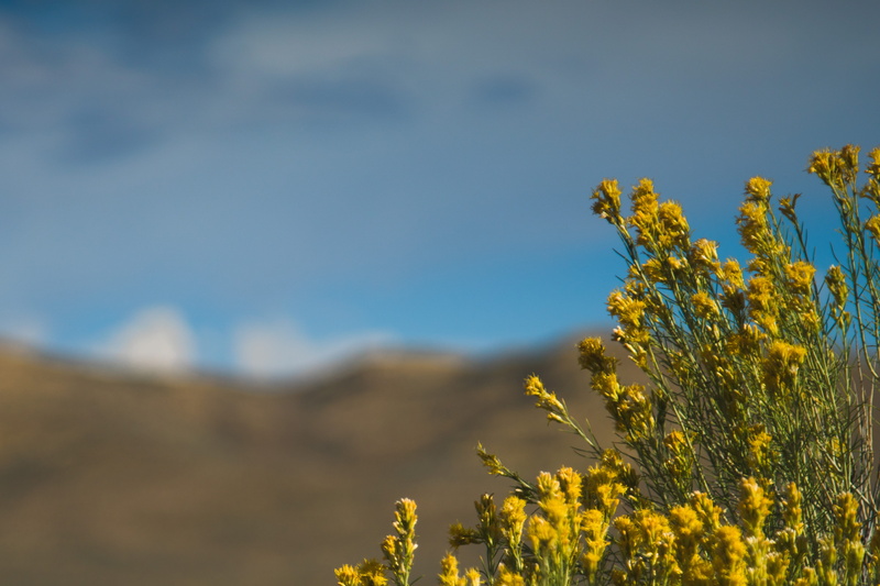 landscape, field, freshness, yellow, day, beauty in nature, nevada, fragility, flower, environment, focus on foreground, 4K, flowering plant, nature, outdoors
