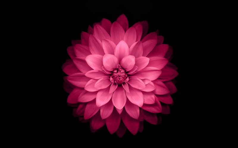 dahlia, no people, inflorescence, plus, beauty in nature, plant, ios8, petal, growth, 4K, fragility, iphone6, indoors, lotus, red, flower head, flower