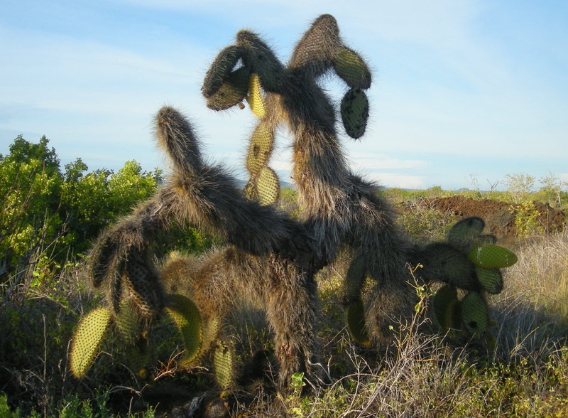grass, no people, vertebrate, cactus, animals in the wild, island, plant, tree, animal themes, sunlight, monkey, ecuador, animal, baboon, nature, group of animals