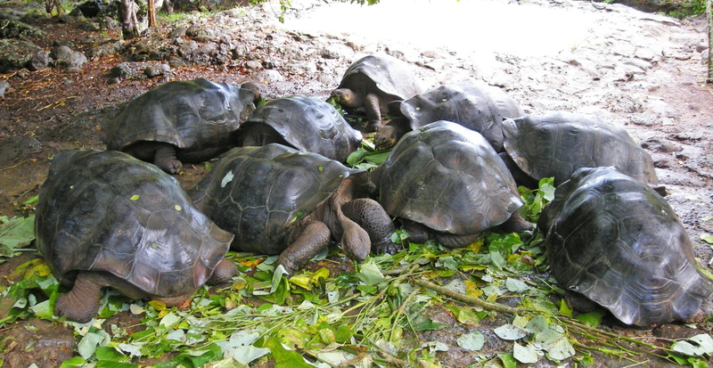 no people, rocks, pacific, land, island, nature, 1080P, animals in the wild, relaxation, field, rock, vertebrate, water, ecuador, animal wildlife, giant