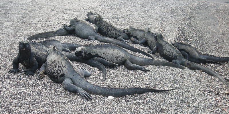 reptile, Island, ecuador, underwater, Iguana, island, nature, animal themes, galapagos, seal - animal, lying down, conservation, pacific, land, day, animals in the wild