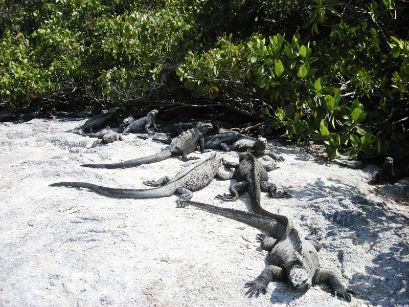 forest, danger, animal, nature, lizard, pacific, vertebrate, land, animal wildlife, tree, Galapagos, plant, rock, iguana, equator, reptile, animals in the wild