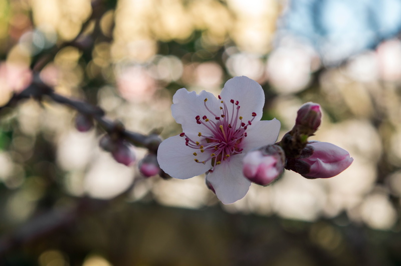 inflorescence, beauty in nature, day, flowering, blue, colorful, 5K, blossom, bloom, tree, nature, vulnerability, outdoors, flowering plant, focus on foreground