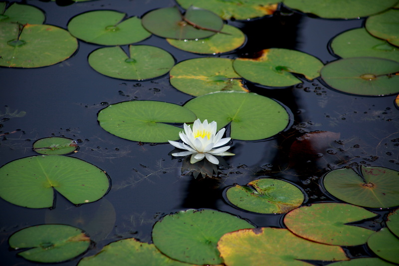 plant, growth, leaf, lotus water lily, freshness, pond, floating, flower, flower head, water, no people, 5K, pond plants, floating on water, leaves, white flower