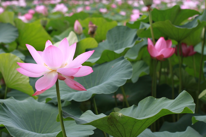 two water head, flowers, water lily, lake, kite, leaf, nature, flower head, inflorescence, petal, vulnerability, lotus, outdoors, flowering plant, 4K