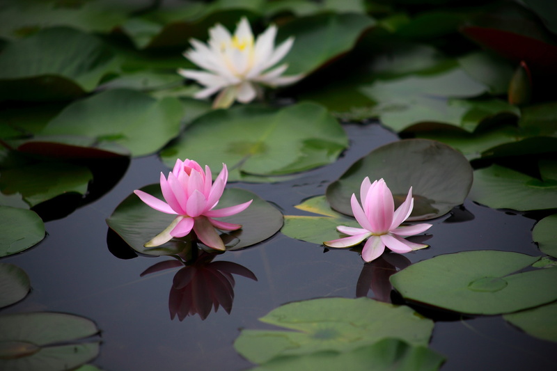 pink color, nature, flowering plant, beauty in nature, aquatic plants, wildflower, water lilies, water, plant part, petal, plant, 4K, pods, purity, lotus water lily