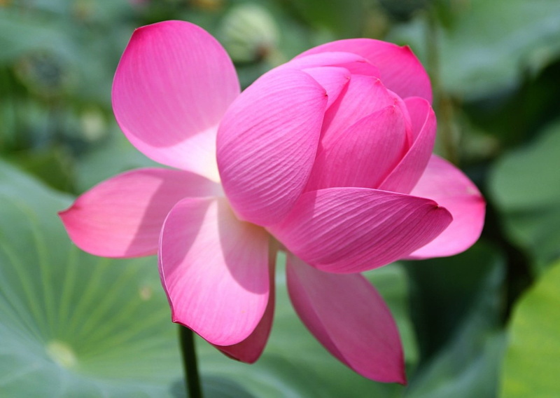 lotus, focus on foreground, close-up, fragility, lotus leaf, flower, day, pink, nature, freshness, vulnerability, flower head, petal, 1080P, inflorescence