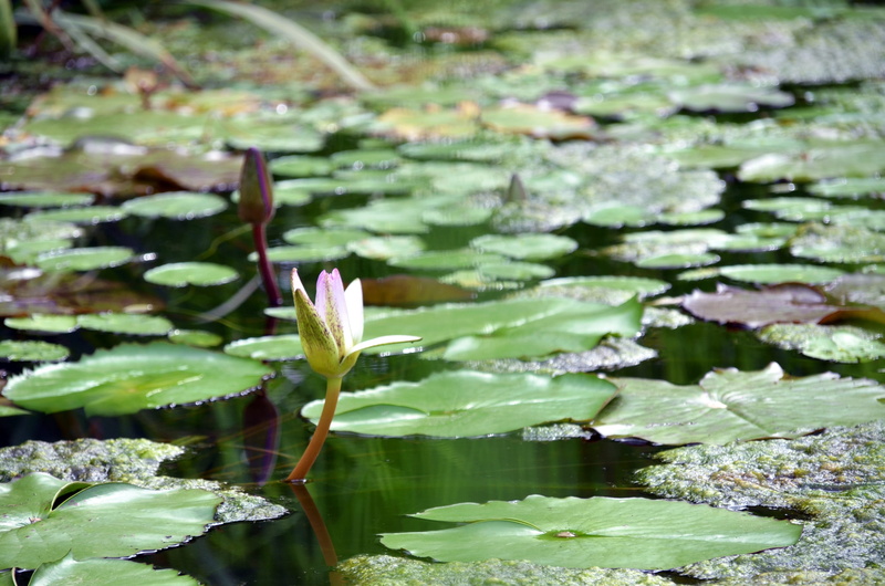 white, growth, flower head, lily, flower, water, 2K, lake, lotus, plant part, floating, day, freshness, hydrangea, flowering plant, purple, leaf, nature