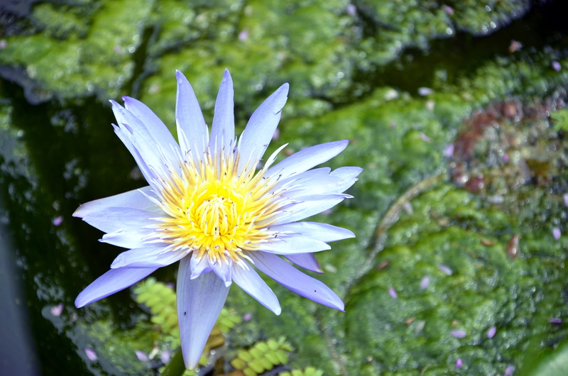 nail, plants, petal, peaks, white, lake, day, water lilies, hongryeon, freshness, no people, nature, flowering plant, lotus, pollen, fragility, beauty in nature