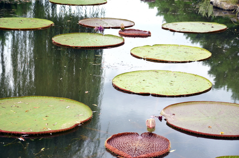 plant part, white, plants, no people, close-up, outdoors, day, leaves, water, lake, reflection, buddhism, floating, leaf, food, nail, lotus, hongryeon