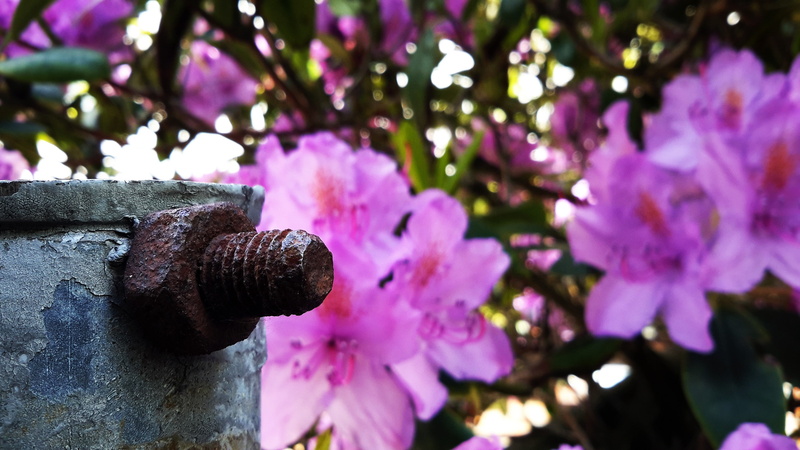 vulnerability, petal, close-up, fragility, no people, low angle view, screws, purple, tree, plant, freshness, pink color, selective focus, depth of field