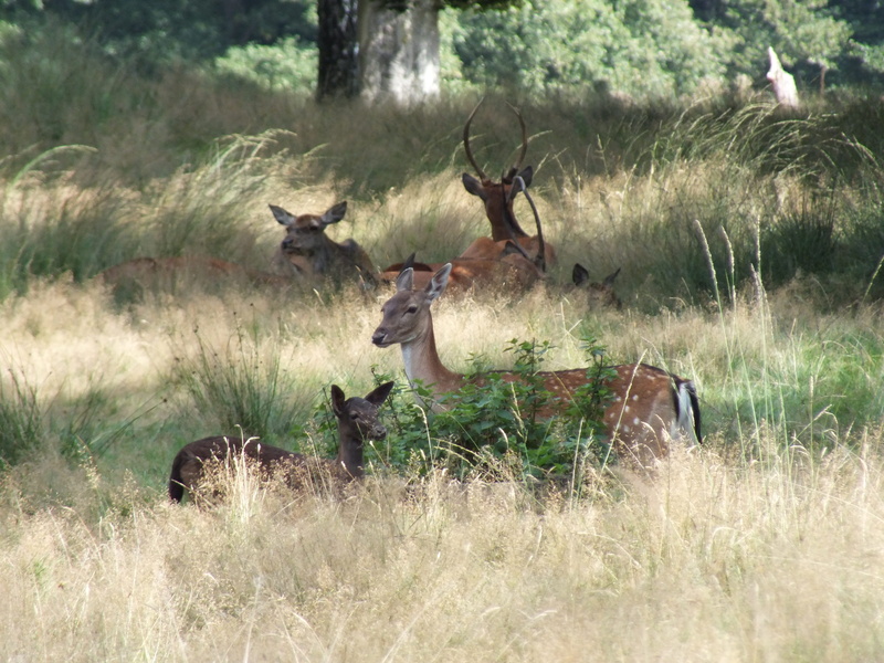 group of animals, elk, vegetation, growth, vertebrate, no people, wildlife, land, 4K, animals in the wild, bird, mammal, aardhuis, animal themes, hoge veluwe