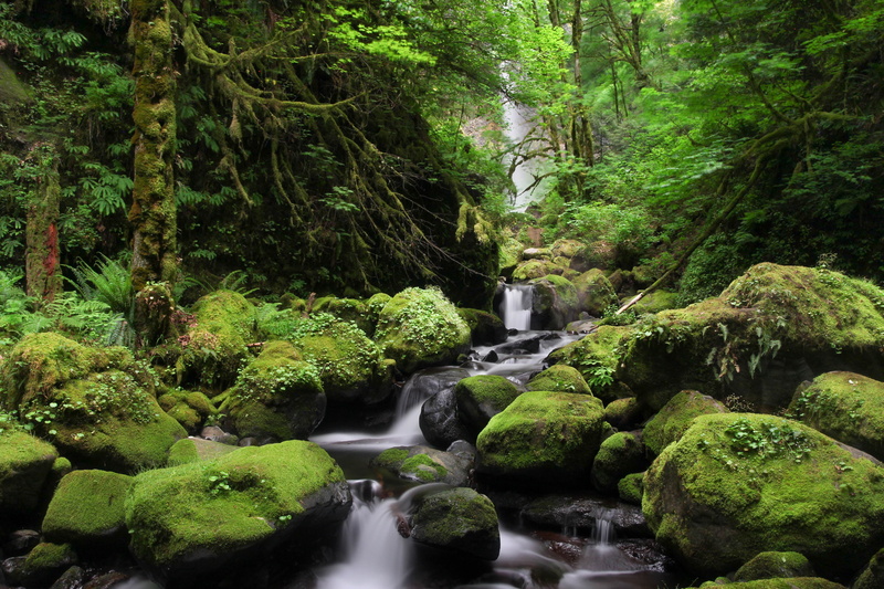 trees, Waterfall, rock - Object, Cascade, freshness, Oregon, Columbia  River  Gorge, surrounded, water falls, Columbia River Gorge, Pacific  Northwest