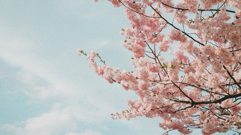 blooming, springtime, gh4, daytime, film, cloud, filmic, branch, 16mm, 5K, oldfilm, plant, cherry, bloom, flower, sky, floral, gh5, cherry blossom, day