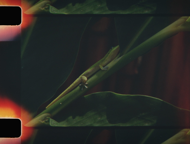 filmmaking, food and drink, hole, green, film look, pardise, film strip, day, food, national geographic, growth, cinematography, wellbeing, film, close-up