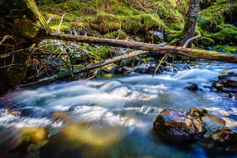 rock - Object, United States, body of water, body, forest, scenics, photography, Kodiak  Alaska, river, Log, water, outdoors, 5K, moss, freshness, rocks