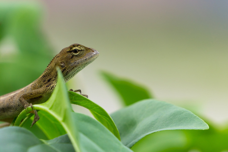 photography, sel55210, 2K, animal, Garden Lizard, 16mm, A6000, chameleon, reptile, lizard, black, animal planet, close, wildlife, extension tube, Outdoor