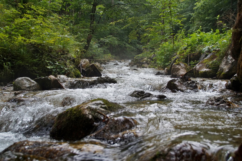 alps, rainforest, forest, 5K, plant, flowing water, no people, outdoors, day, solid, motion, dr, river, austria, beauty in nature, blurred motion, stream