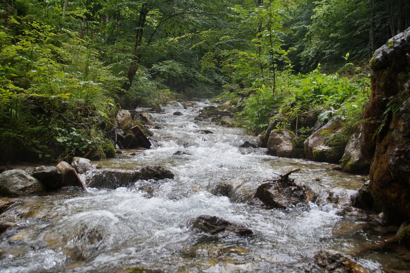 tranquility, stream - flowing water, rock - object, austria, vogelgesang klamm, 5K, rainforest, tree, clear, non-urban scene, outdoors, beauty in nature
