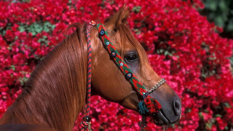 vertebrate, flower, animal wildlife, domestic animals, bridle, profile view, one animal, brown, horse, animal body part, animal, domestic, no people, herbivorous